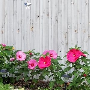 Meet your Posher, Roberta